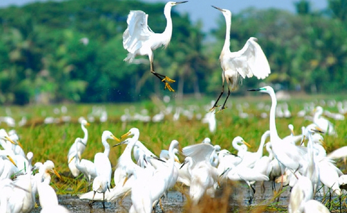 Kumarakom bird sanctury